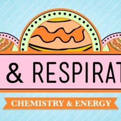 Crash course atp and respiration worksheet answer key