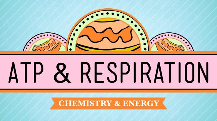 Crash course atp and respiration worksheet answer key