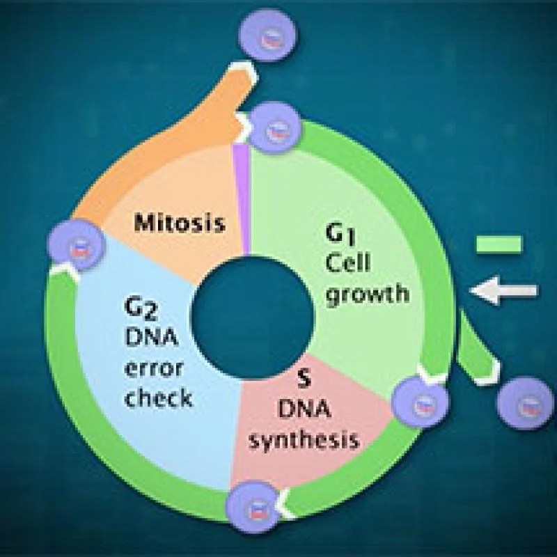 Click and learn the eukaryotic cell cycle and cancer answers